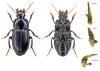 Harpalus tardus
